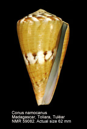 Conus namocanus.jpg - Conus namocanusHwass in Bruguière,1792